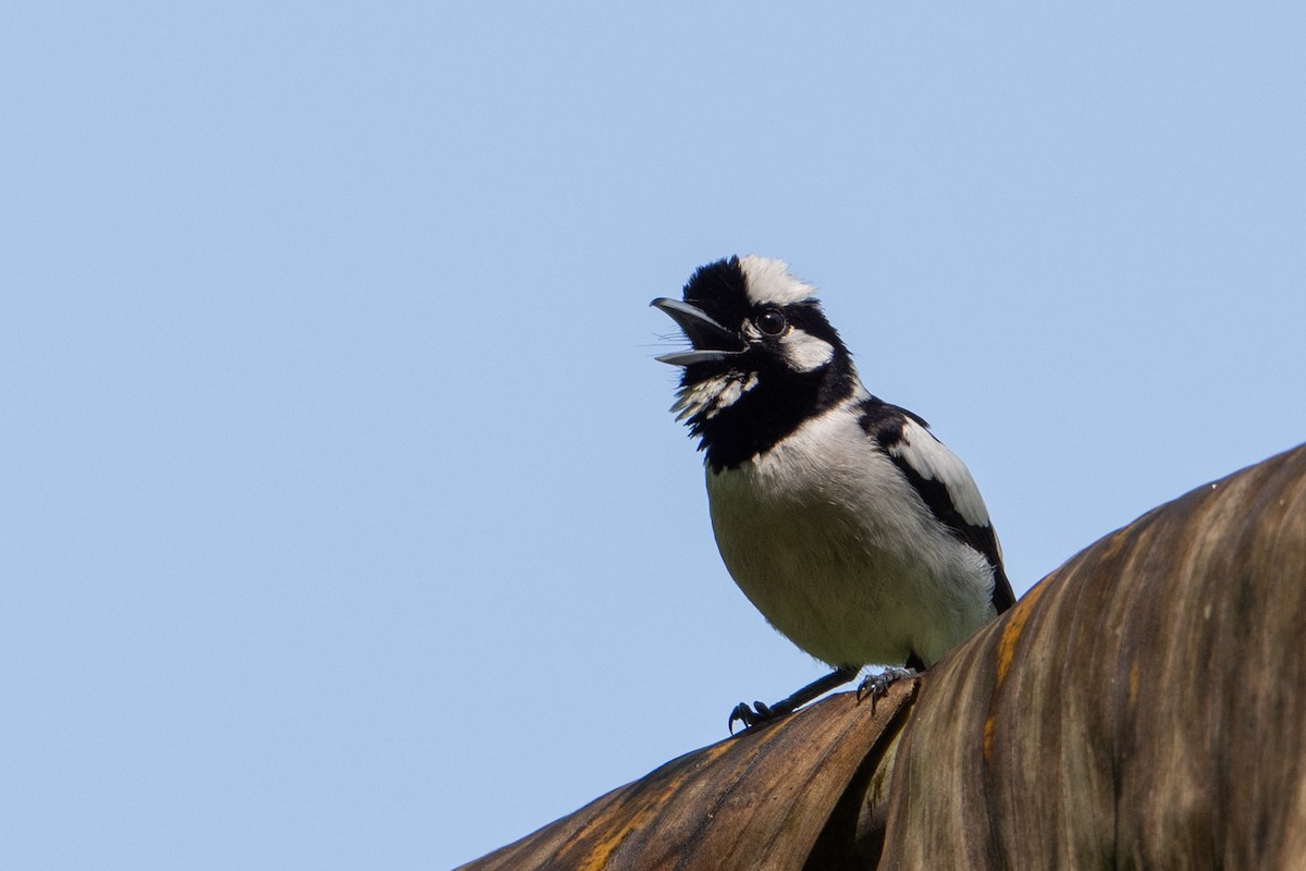 Maluku Alaca Monarkı - ML646162543