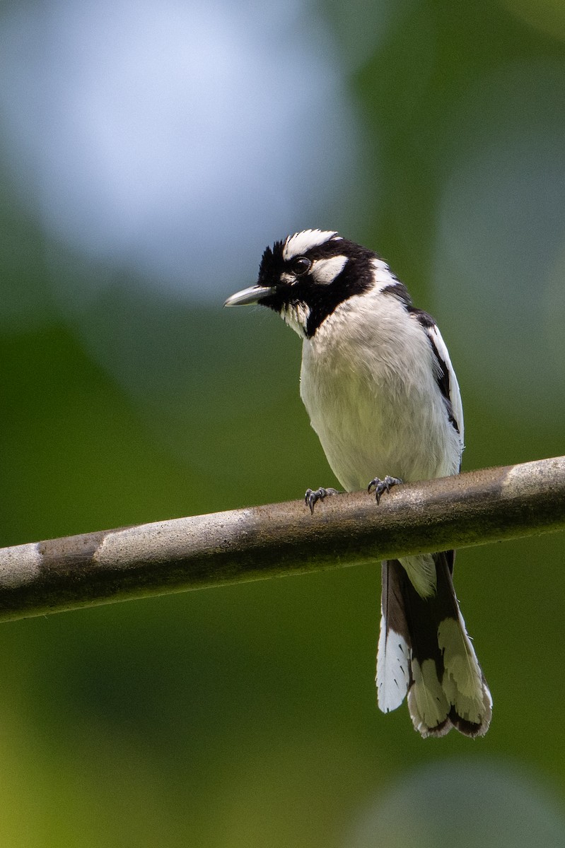 Maluku Alaca Monarkı - ML646162544