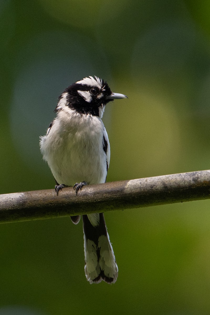 Maluku Alaca Monarkı - ML646162545