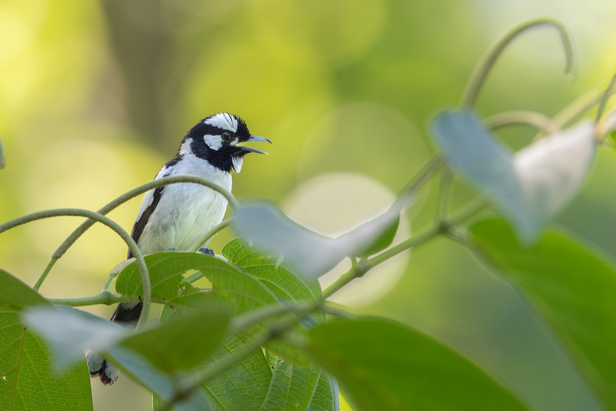 Maluku Alaca Monarkı - ML646162546