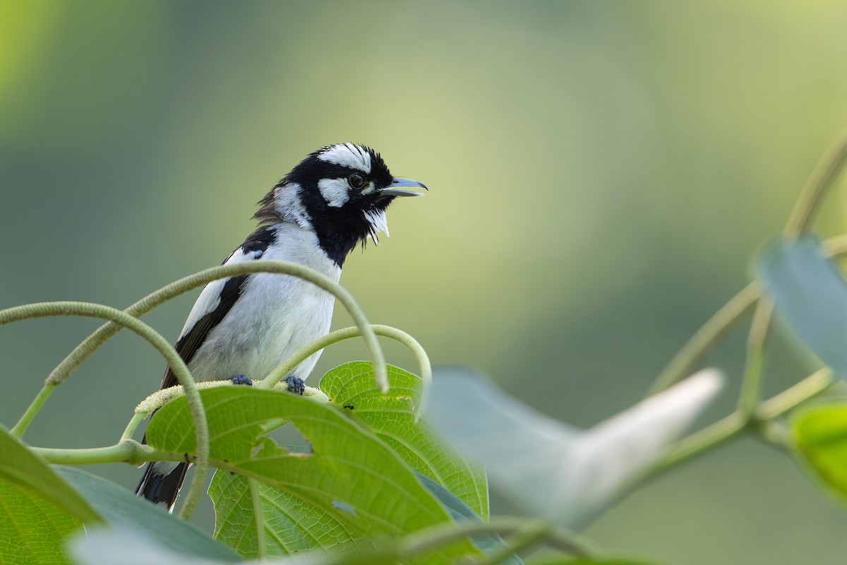 Maluku Alaca Monarkı - ML646162547