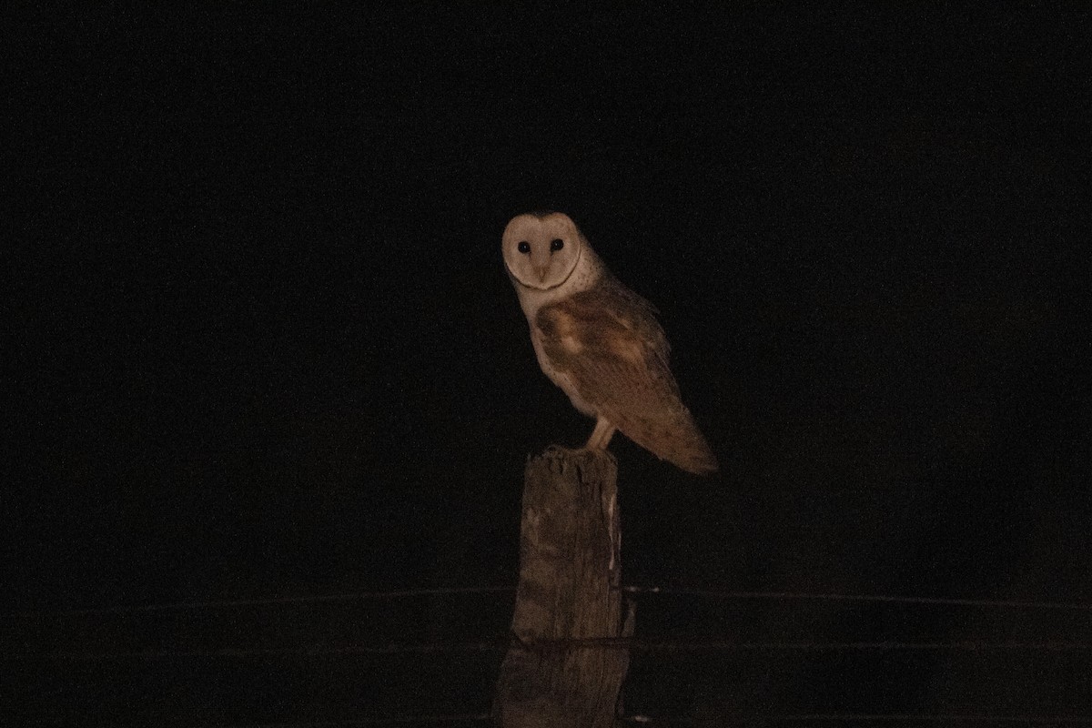 Eastern Barn Owl - ML646162548