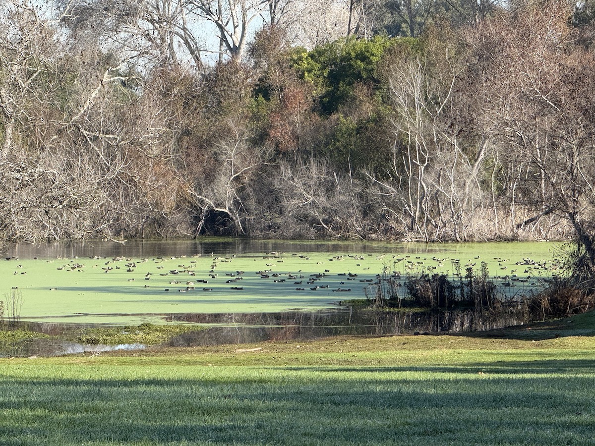 American Wigeon - ML646162549