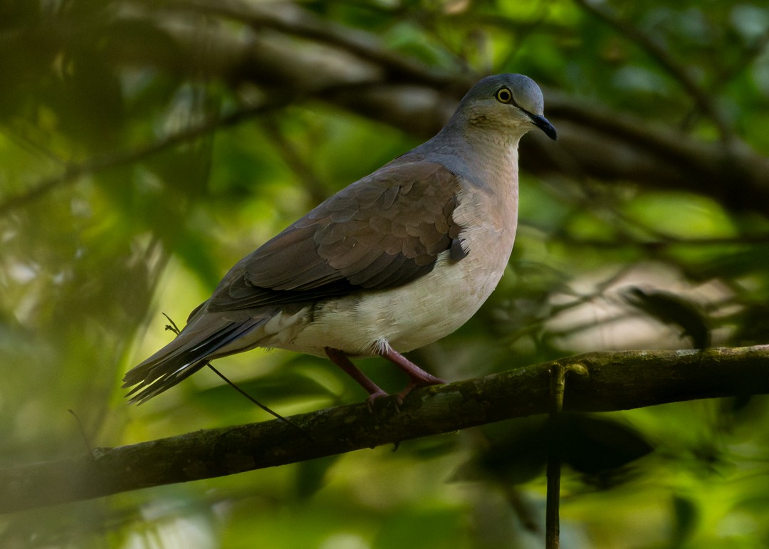 Gray-headed Dove - ML646162558