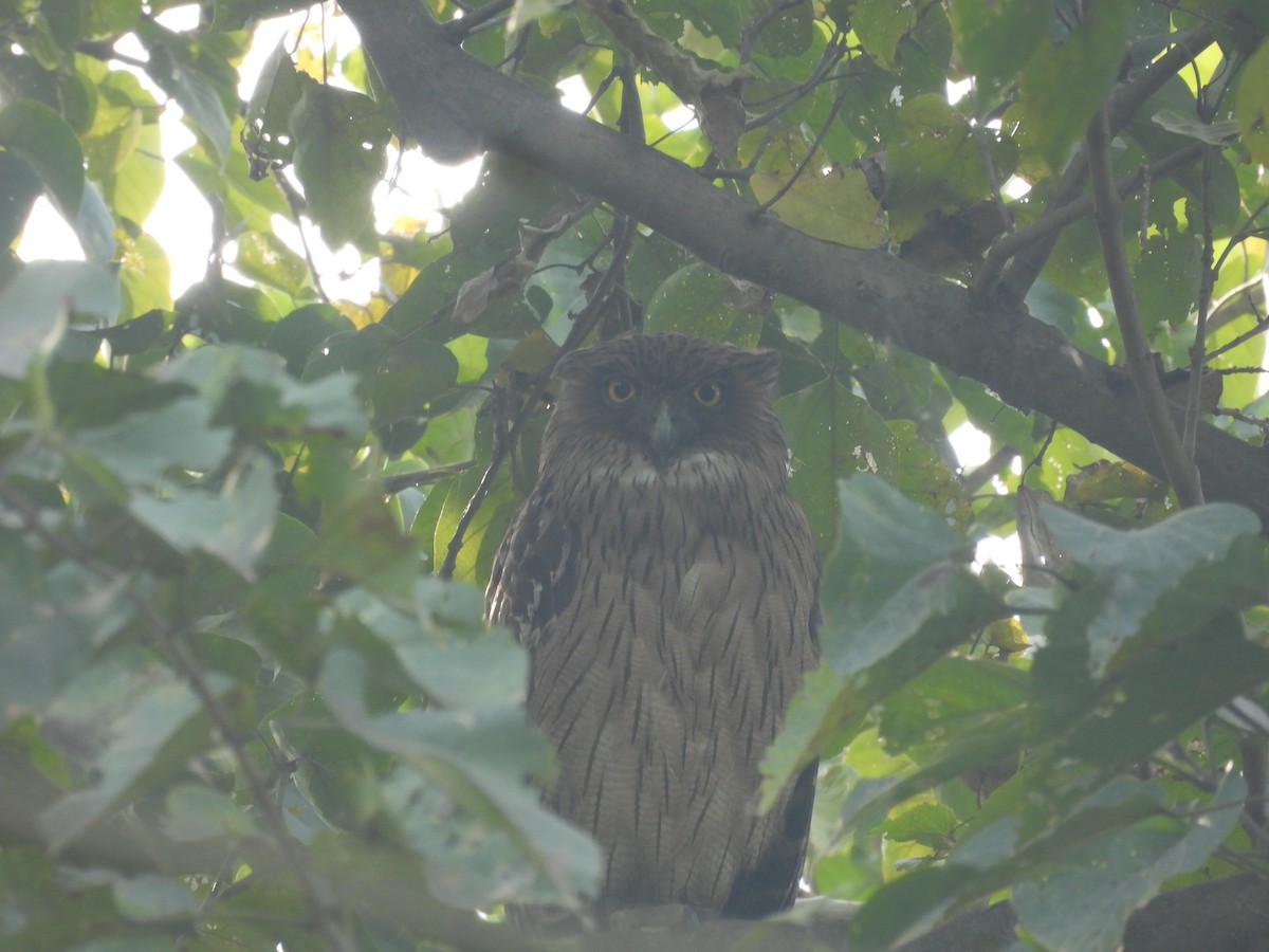 Búho Pescador de Sri Lanka - ML646162560