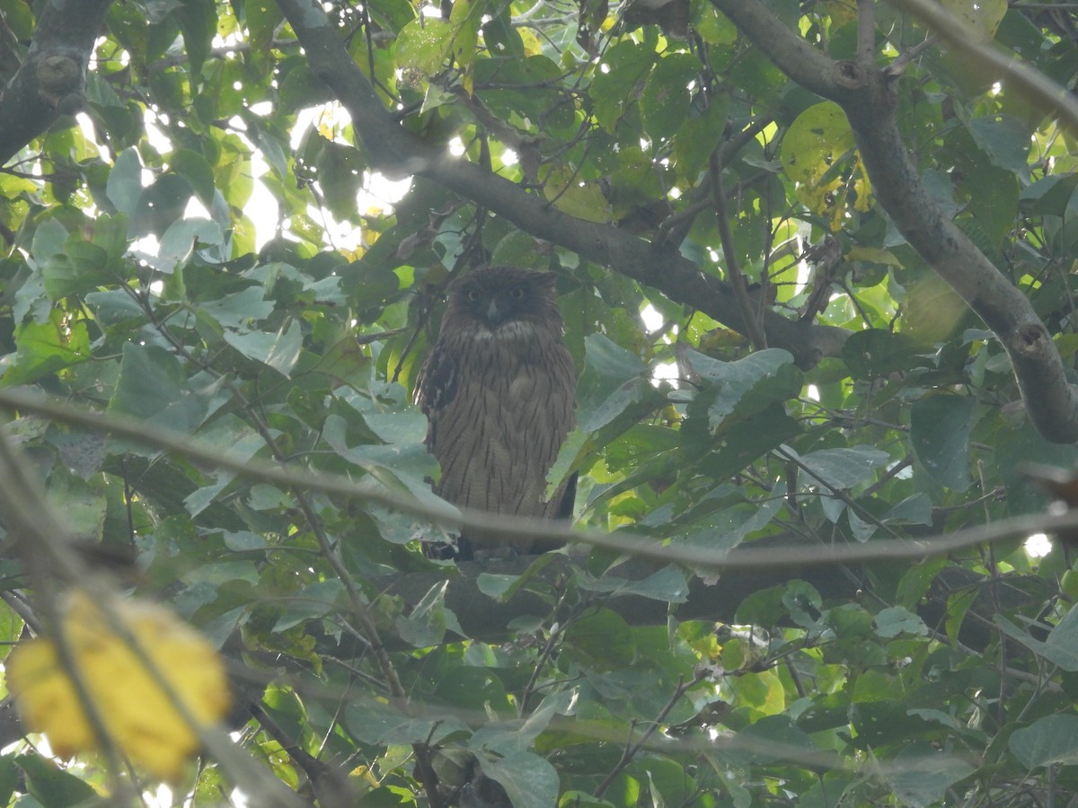 Búho Pescador de Sri Lanka - ML646162561