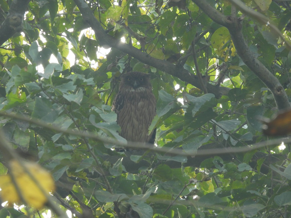 Búho Pescador de Sri Lanka - ML646162562