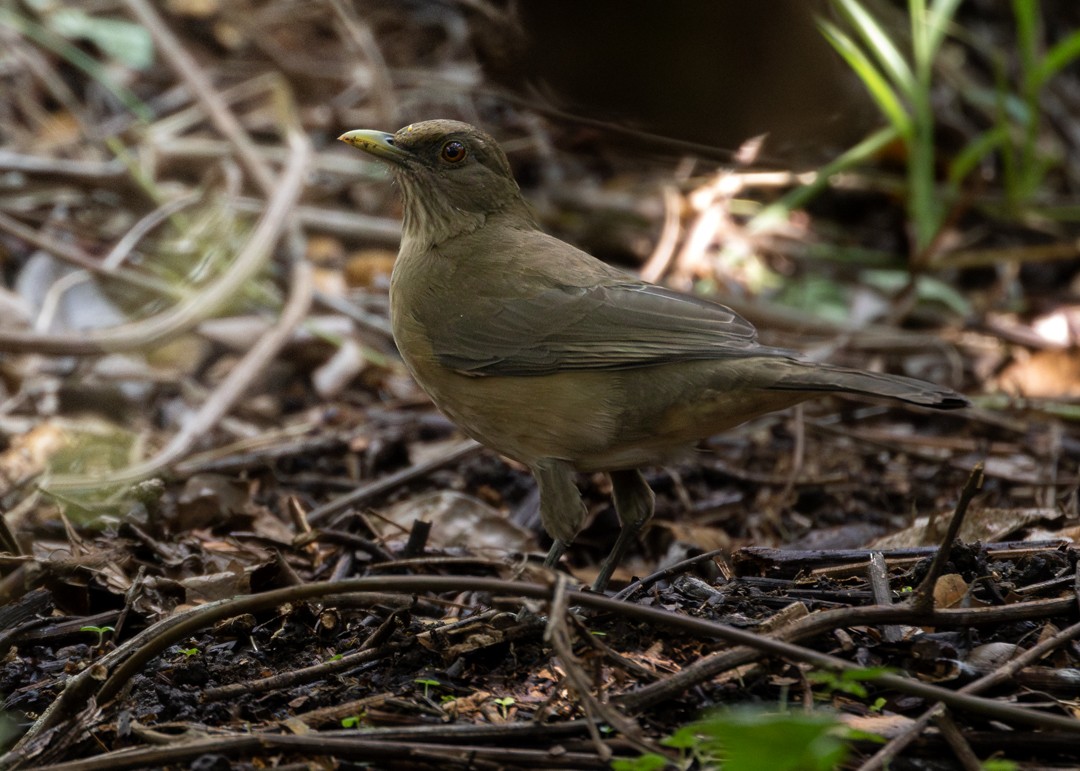Clay-colored Thrush - ML646162563