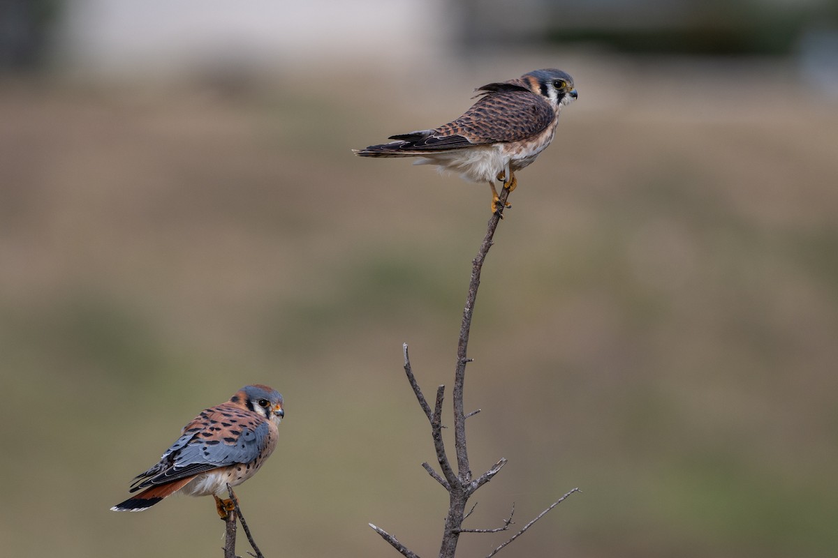 American Kestrel - ML646162564