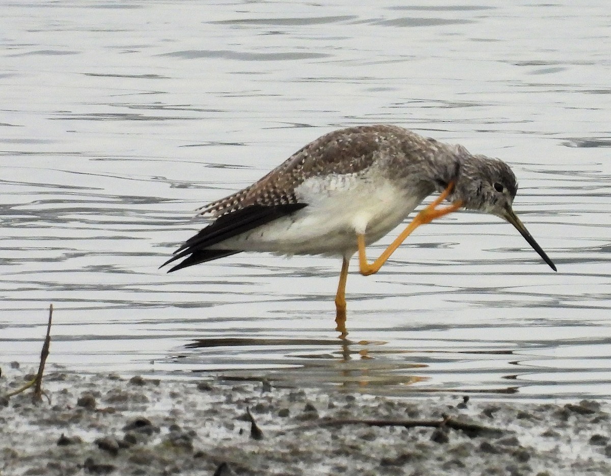 Tüpfelgelbschenkel - ML646162566