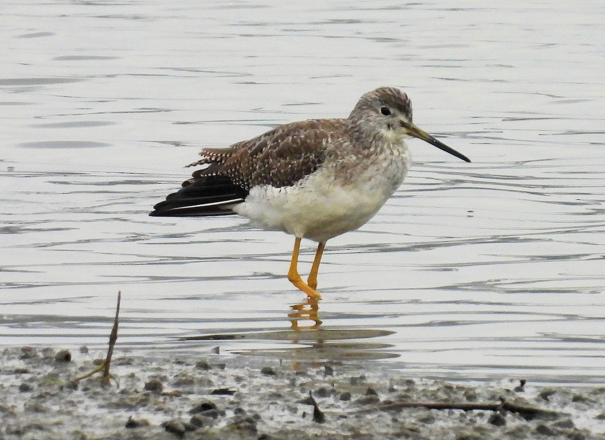 Tüpfelgelbschenkel - ML646162567