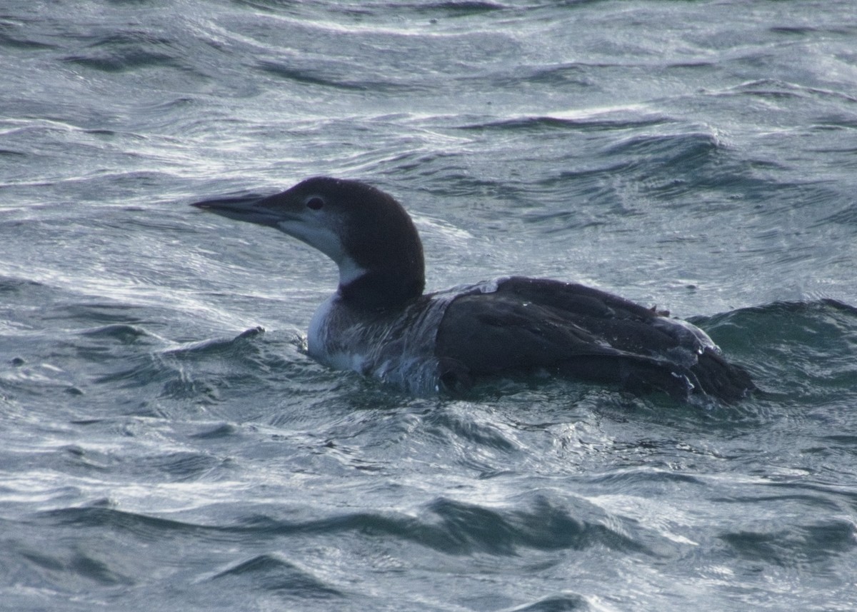 Common Loon - ML646162572