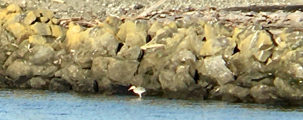 Great Blue Heron - ML646162573