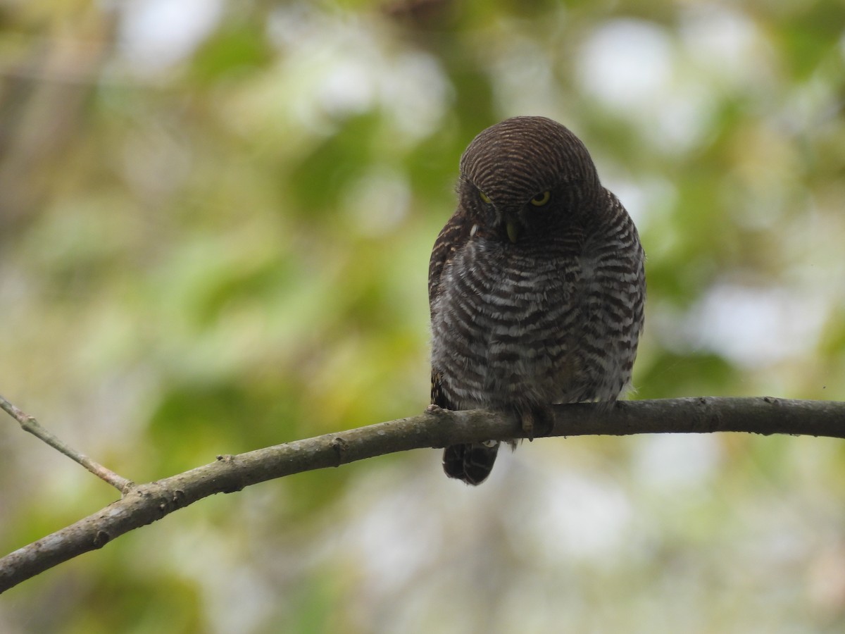 Jungle Owlet - ML646162586
