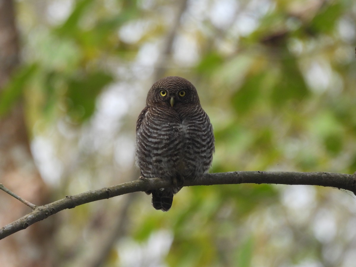Jungle Owlet - ML646162587