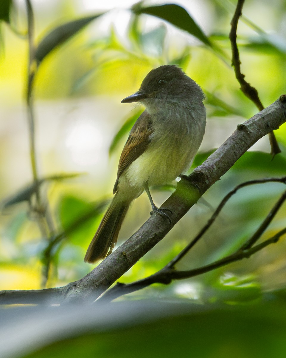 Dusky-capped Flycatcher - ML646162589