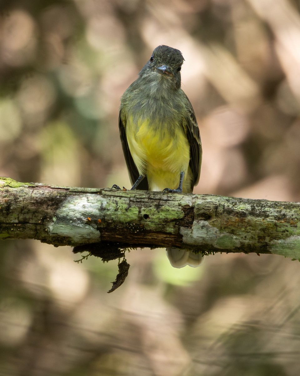 Apical Flycatcher - ML646162602