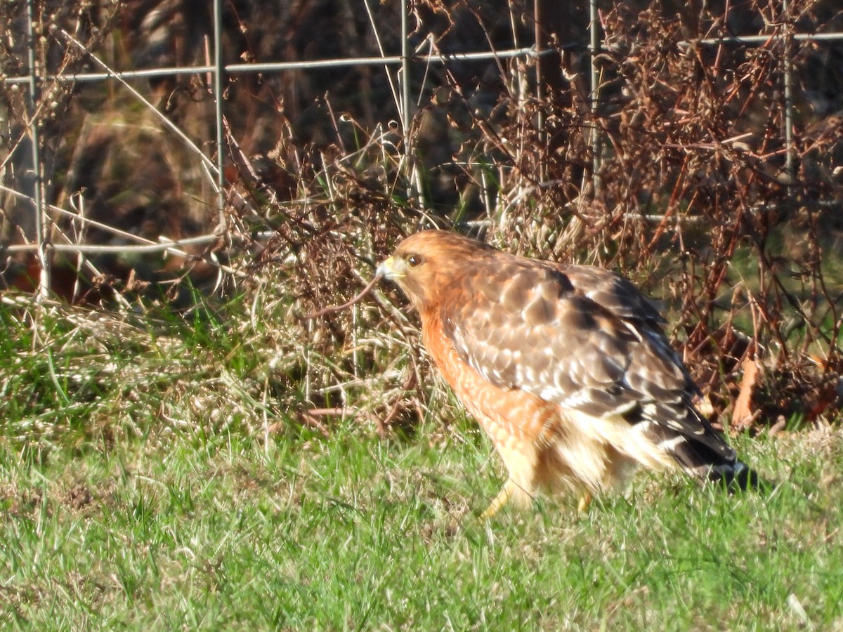 Red-shouldered Hawk - ML646162605