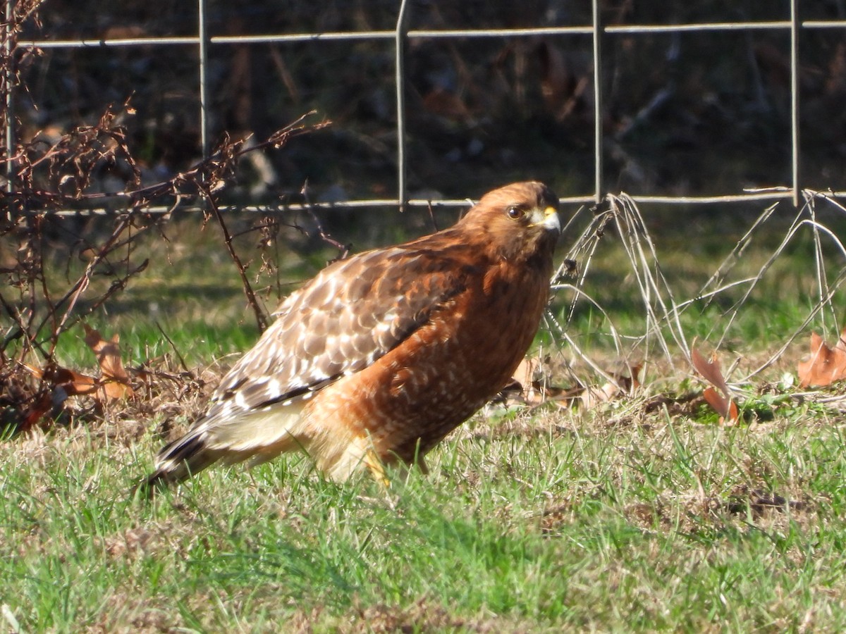 Red-shouldered Hawk - ML646162606