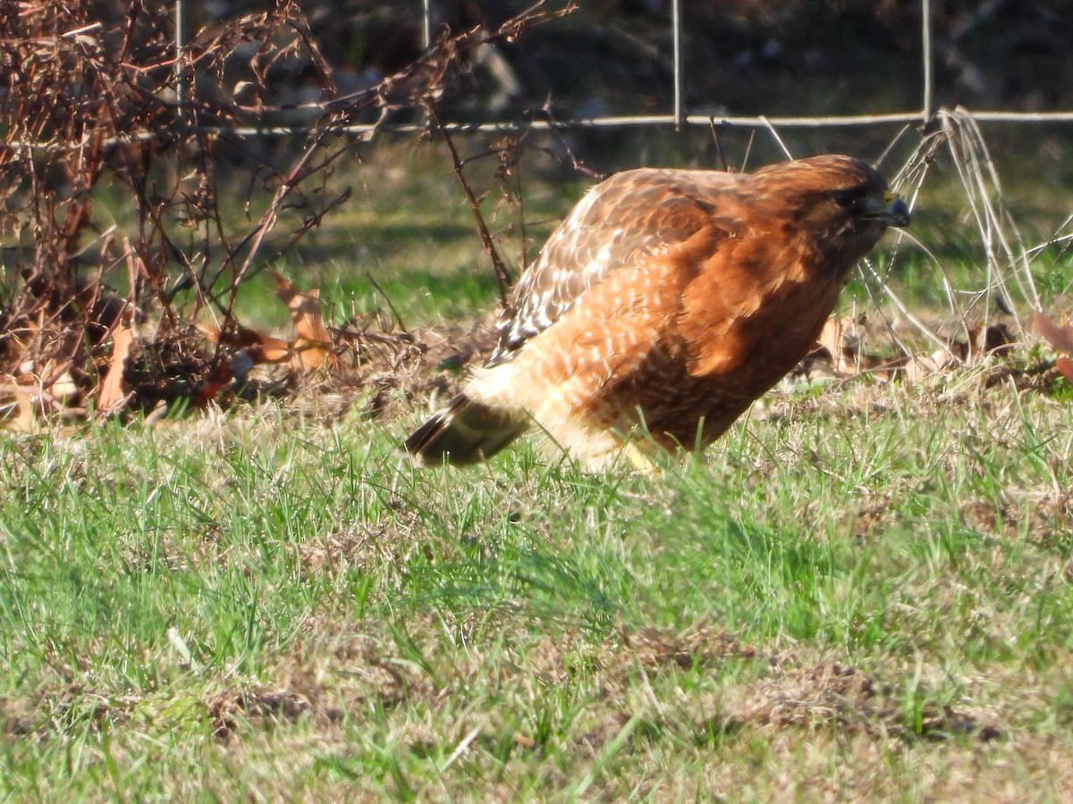 Red-shouldered Hawk - ML646162607