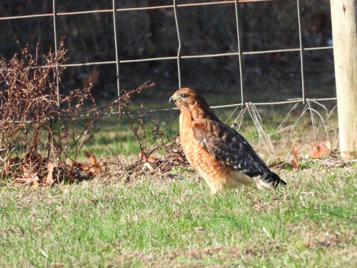 Red-shouldered Hawk - ML646162608