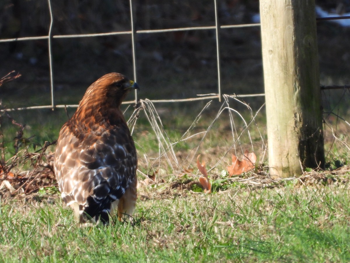Red-shouldered Hawk - ML646162609