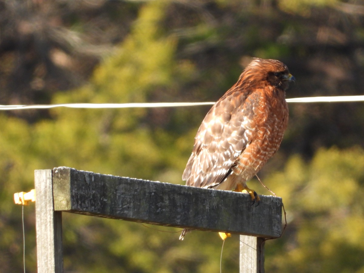 Red-shouldered Hawk - ML646162610