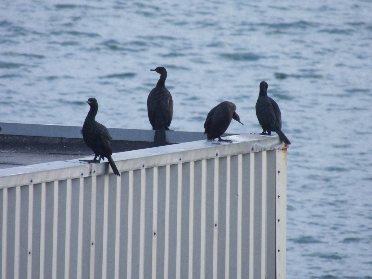 Pelagic Cormorant - ML646162616