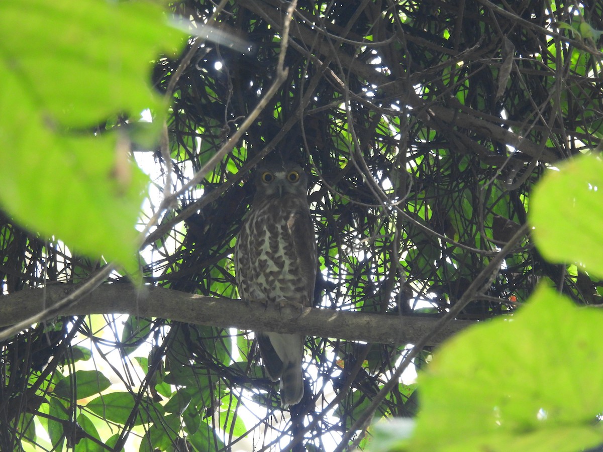 Brown Boobook - ML646162623