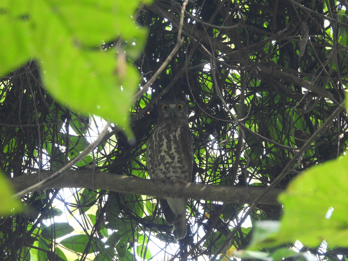 Brown Boobook - ML646162624