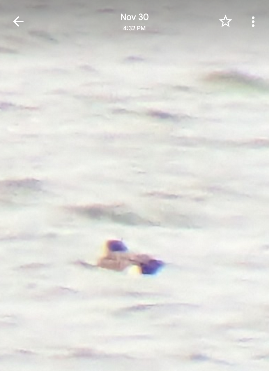 American Wigeon - ML646162628