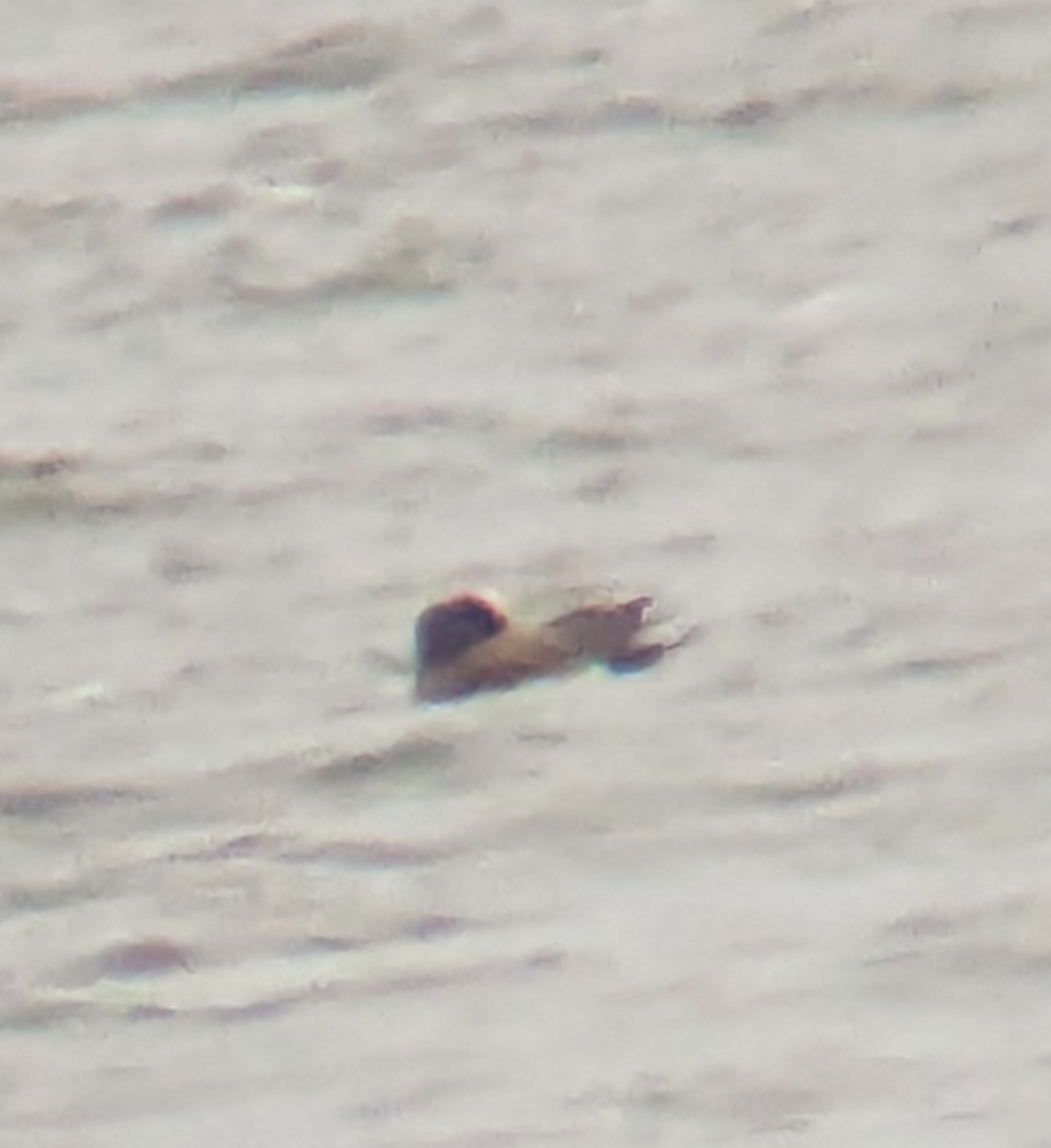 American Wigeon - ML646162629