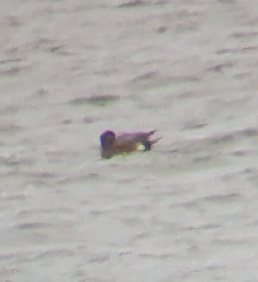 American Wigeon - ML646162630