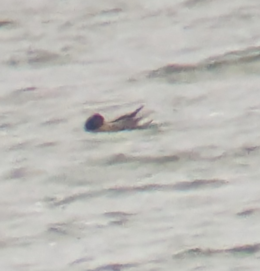 American Wigeon - ML646162631