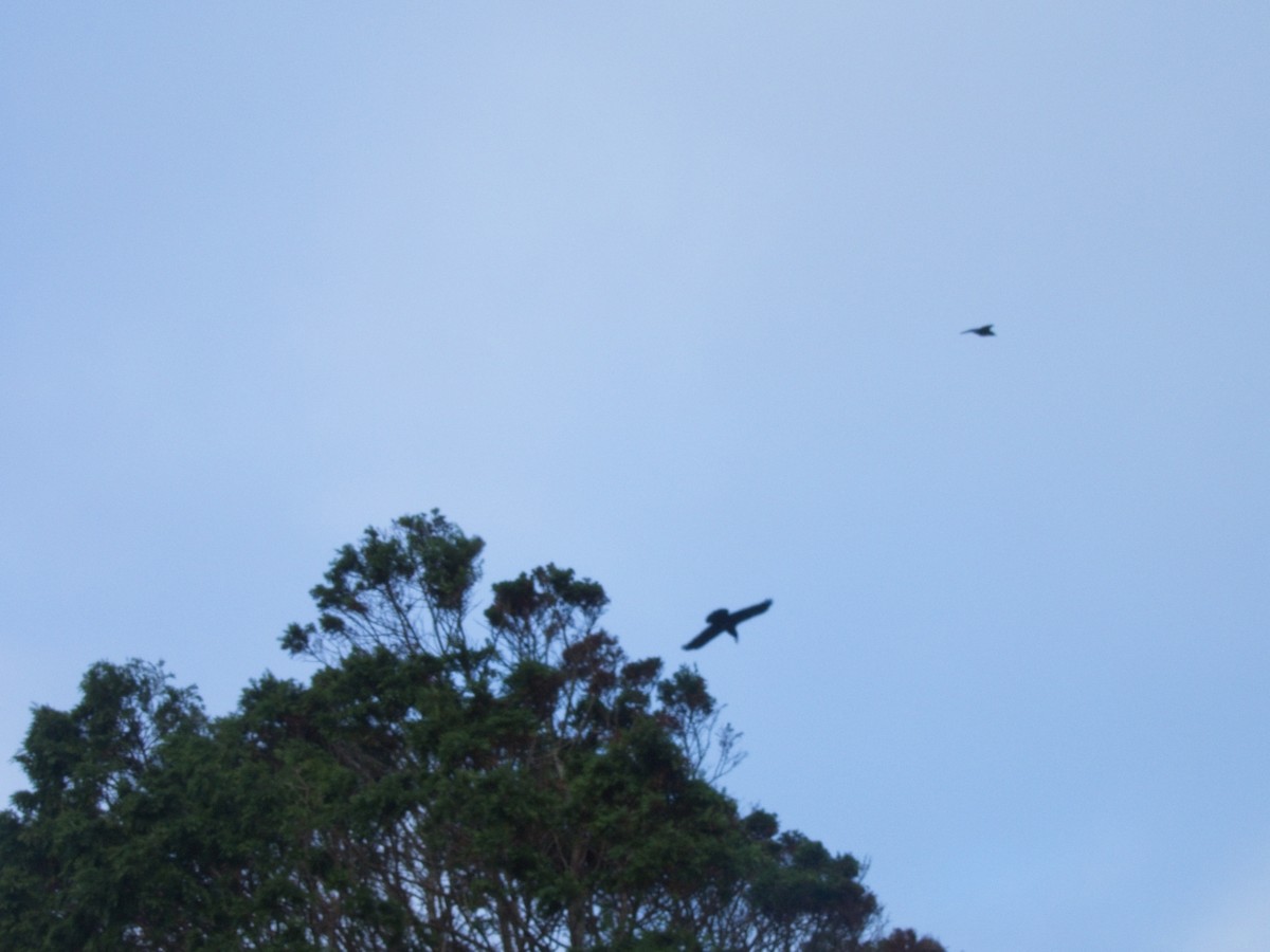 Common Raven - ML646162632