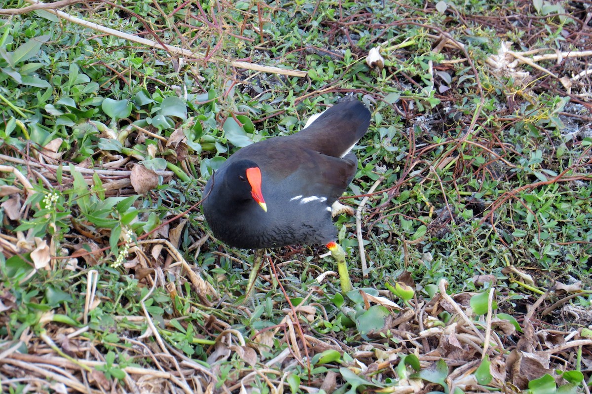 סופית אמריקנית - ML646162636