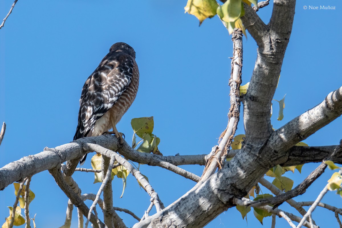 Red-shouldered Hawk - ML646162637