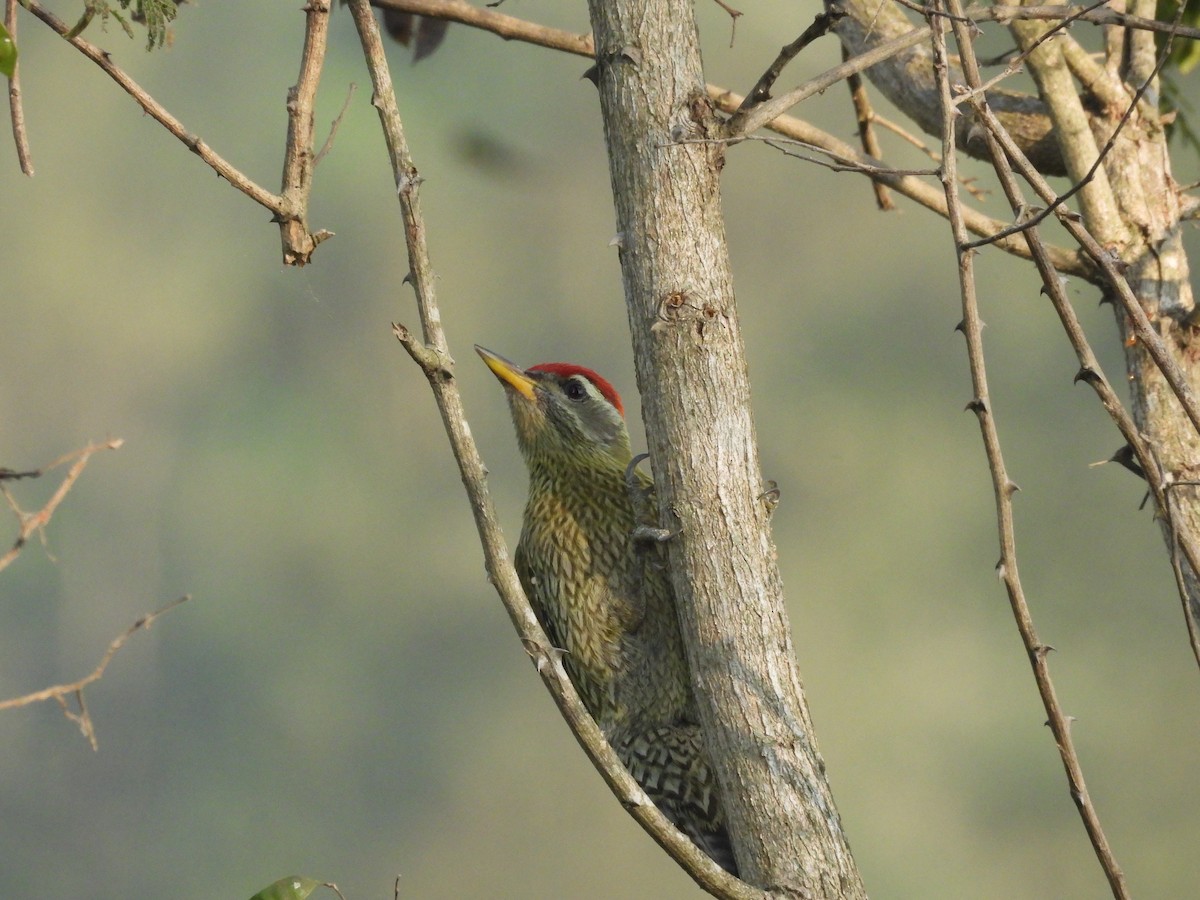 Streak-throated Woodpecker - ML646162641