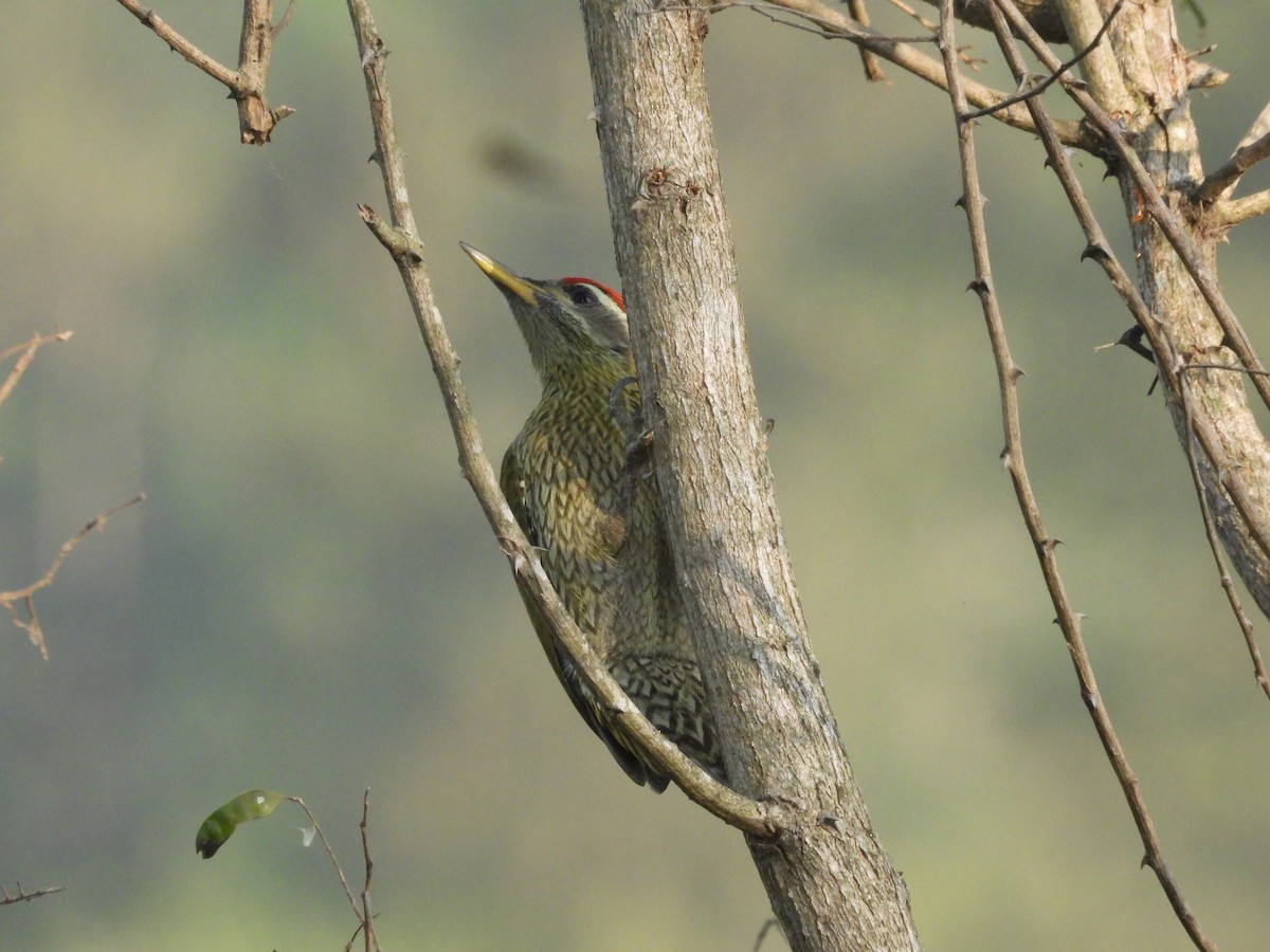 Streak-throated Woodpecker - ML646162642