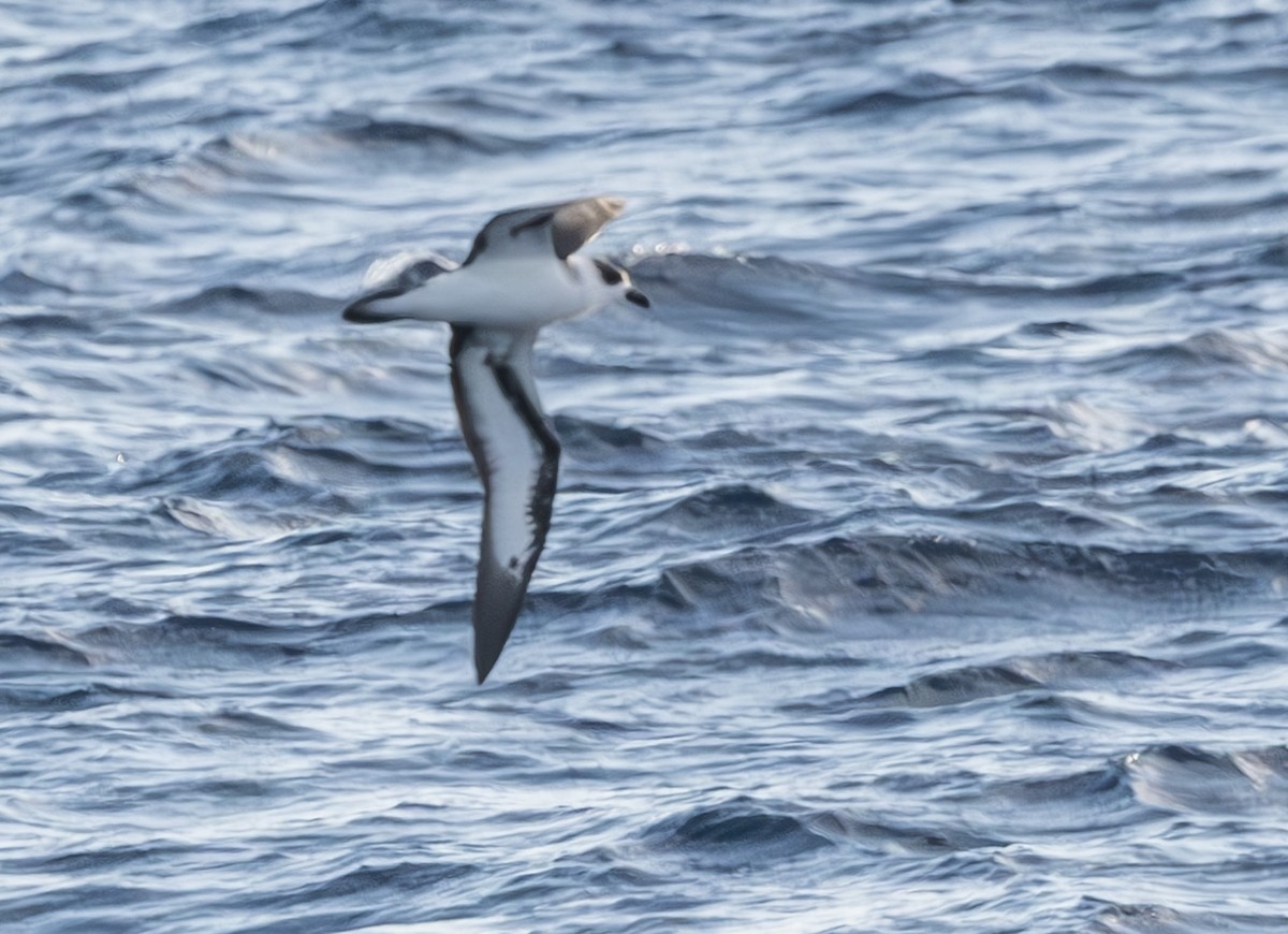 Pétrel diablotin - ML646162646