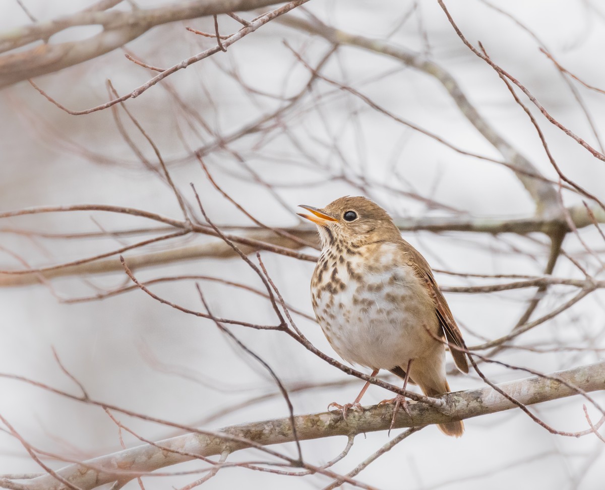 チャイロコツグミ - ML646162647