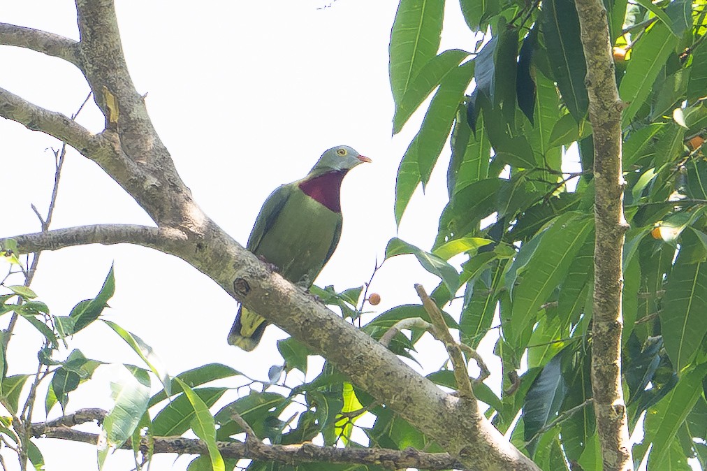Claret-breasted Fruit-Dove - ML646162649