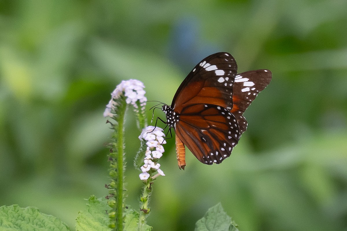 Animals - ML646162650