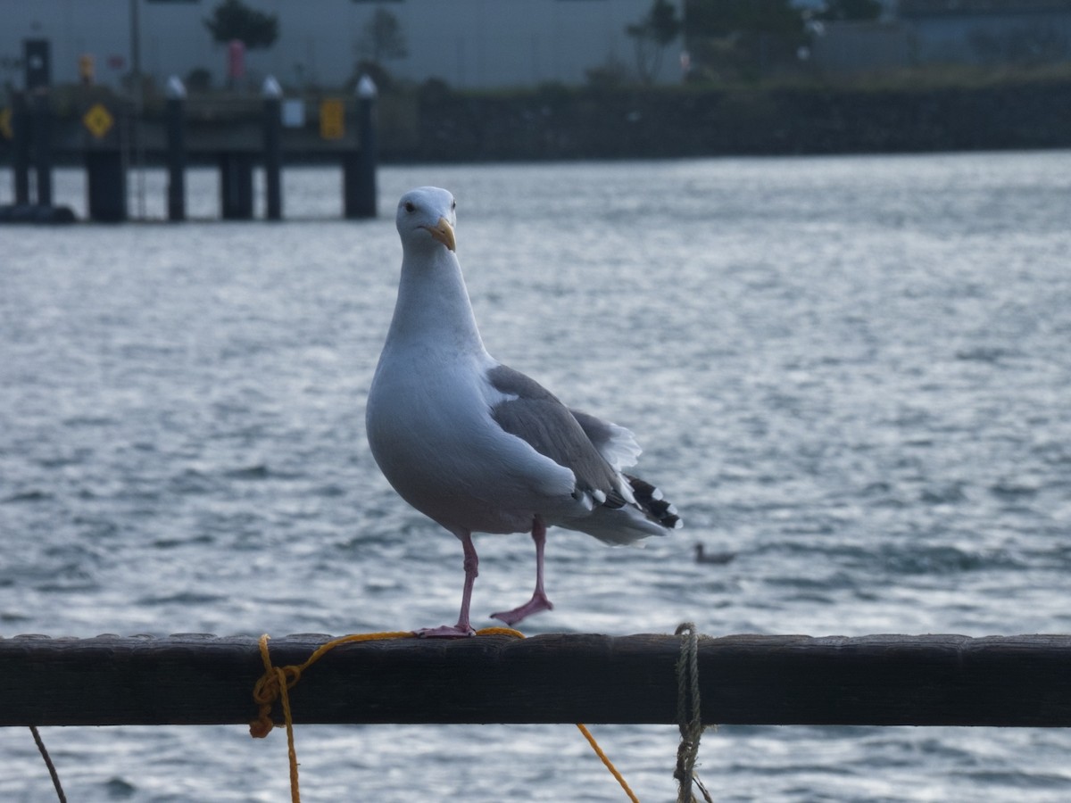 American Herring Gull - ML646162658