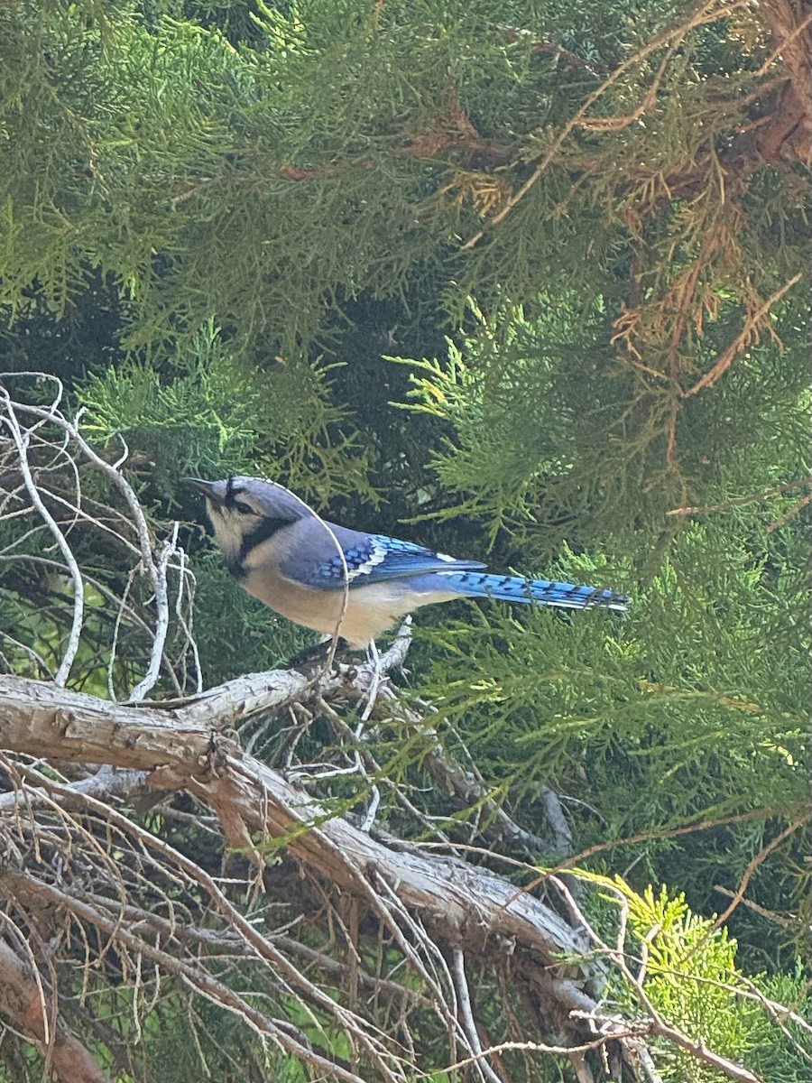Blue Jay - ML646162659