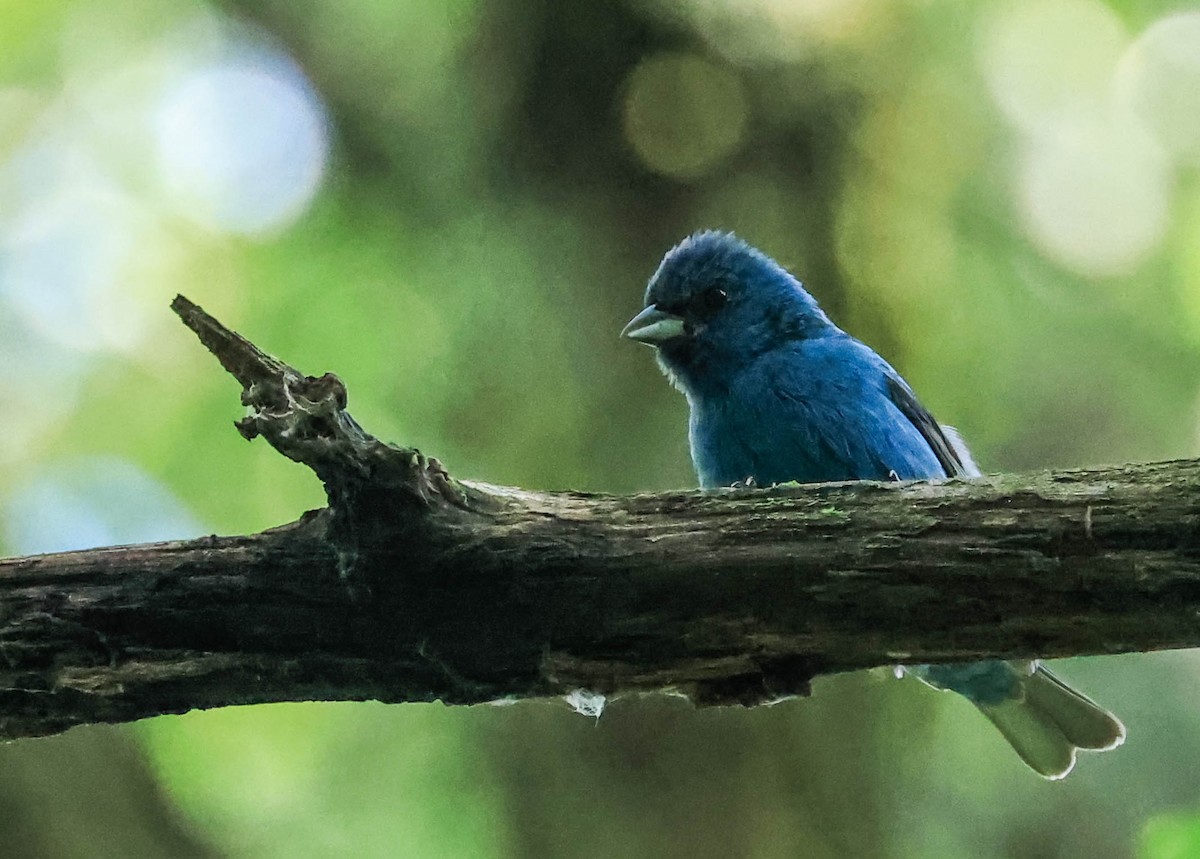 Indigo Bunting - ML646162660