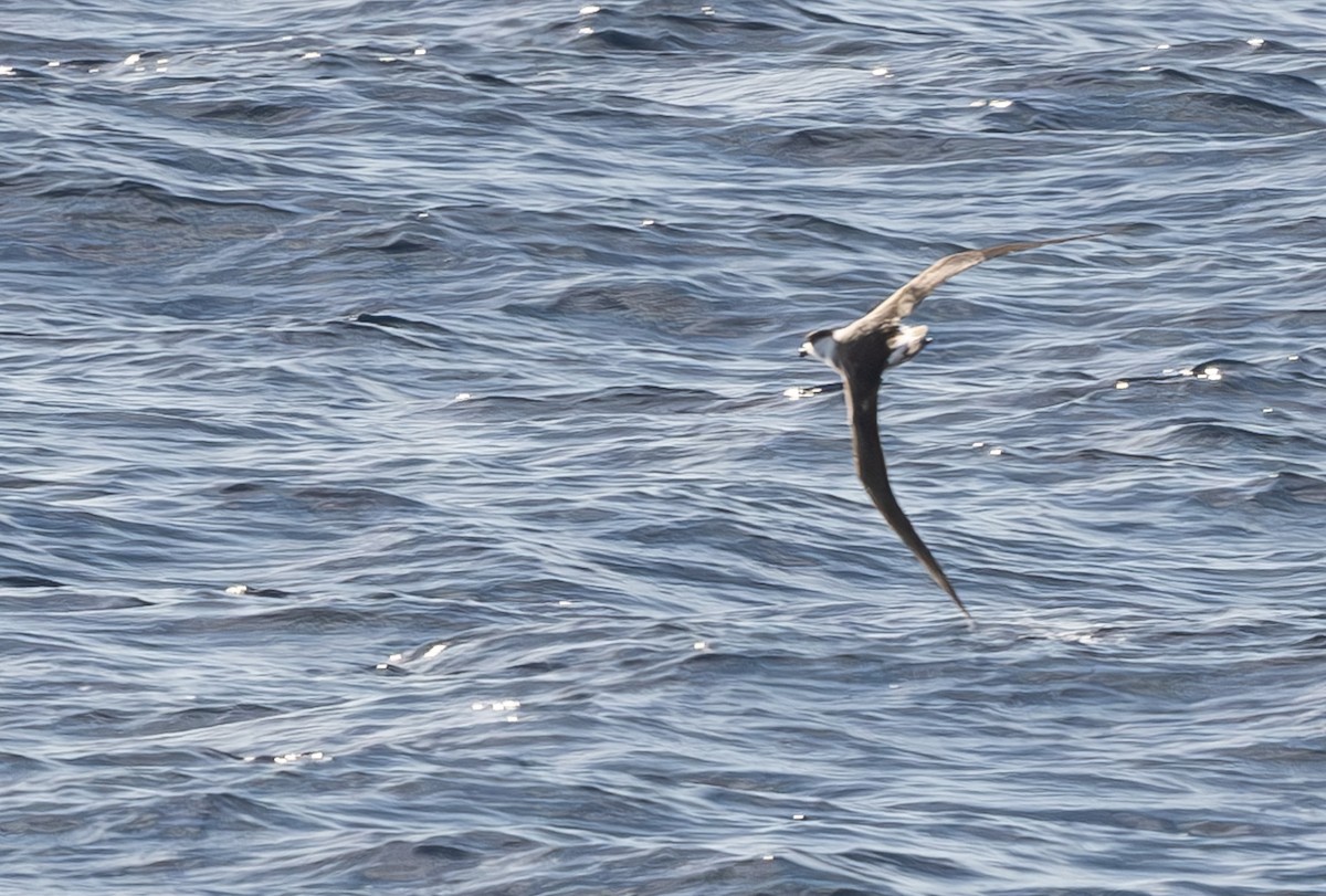 Pétrel diablotin - ML646162661