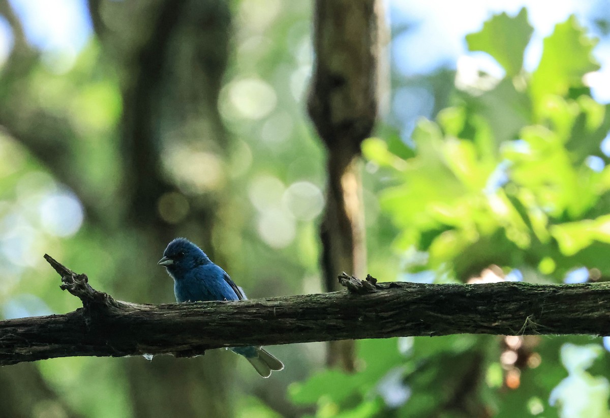 Indigo Bunting - ML646162663