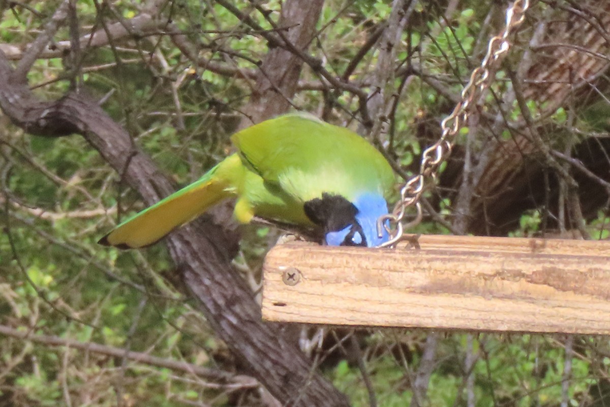 Geai vert - ML646162668