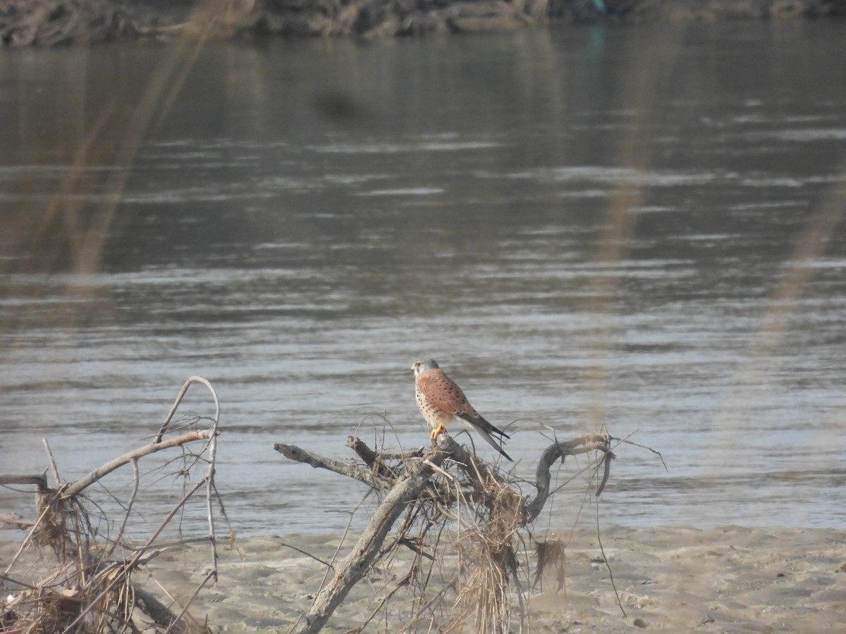 Eurasian Kestrel - ML646162672